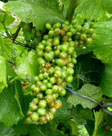 Orage de grêle en Champagne - Hailstorm on vineyards